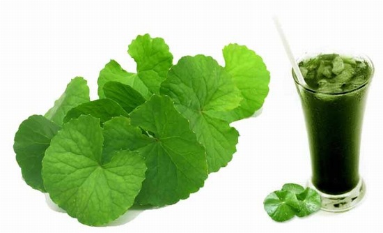 Rau má khá lành tính, không chỉ có tác dụng giải độc, làm mát da mà còn là thức uống bổ dưỡng có công dụng điều trị sẹo lồi từ bên trong.