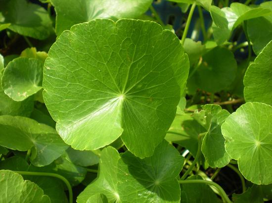 Thành phần trong rau má có hoạt chất Saponin có tác dụng giúp tái tạo nhanh chóng các mô liên kết, giúp tổn thương mau lành, kích thích quá trình lên da non, ngăn ngừa sẹo rỗ, sẹo lõm hiệu quả.
