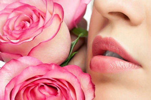 Cánh hoa hồng và sữa tươi có tác dụng làm mất các sắc tố thâm xỉn, giúp môi bạn mềm mịn và hồng tự nhiên