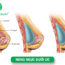 Nâng ngực dưới cơ và những điều cần biết